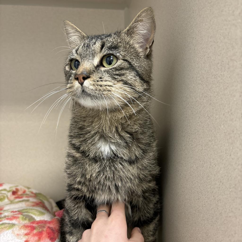 Sardine, an adoptable Domestic Short Hair in Great Falls, MT, 59404 | Photo Image 1