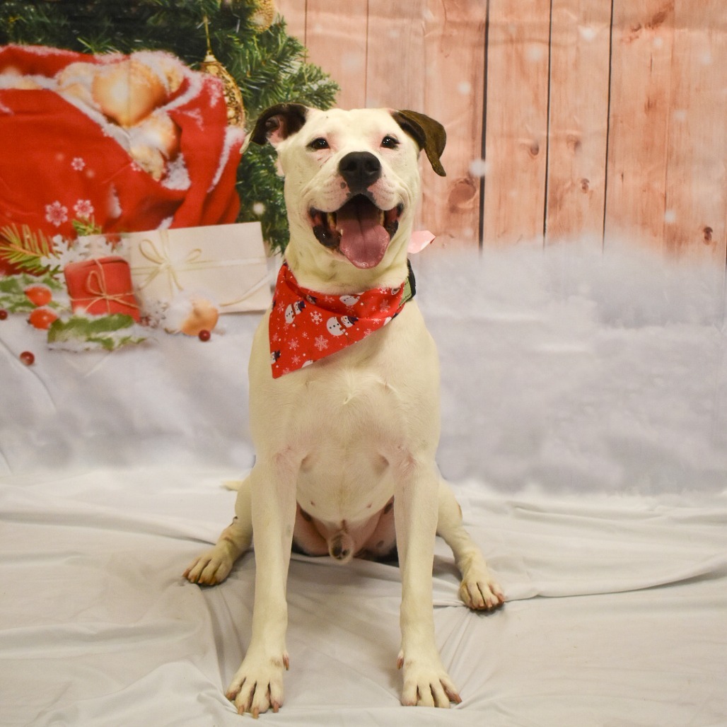 Ace (In Foster)