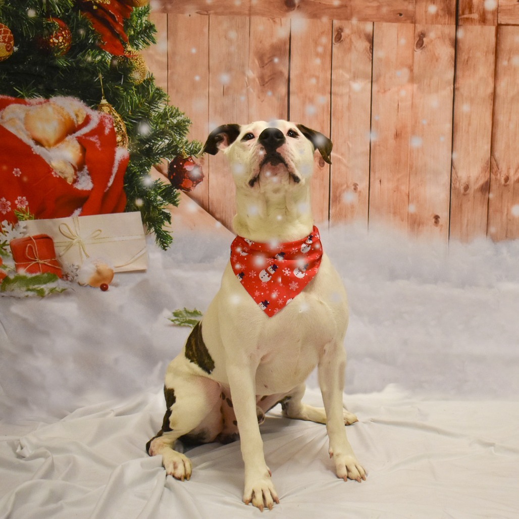 Ace (In Foster)