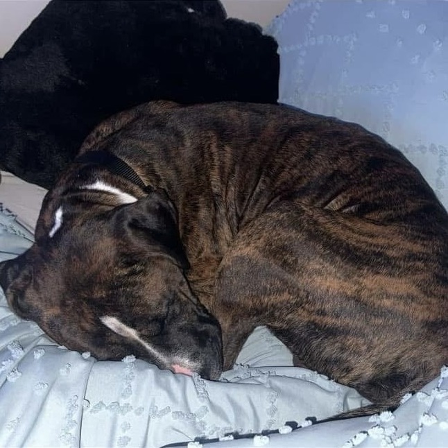 Milo (In Foster)