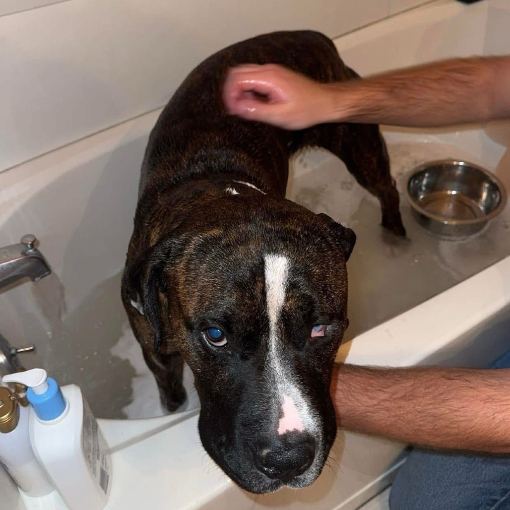 Milo (In Foster)