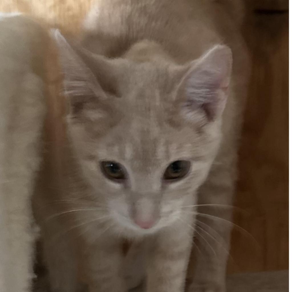 Catalope, an adoptable Domestic Short Hair in Baldwin, WI, 54002 | Photo Image 2