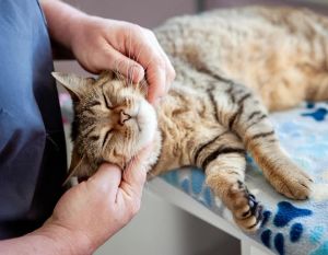 LuLu Lime, Adult Female Manx
