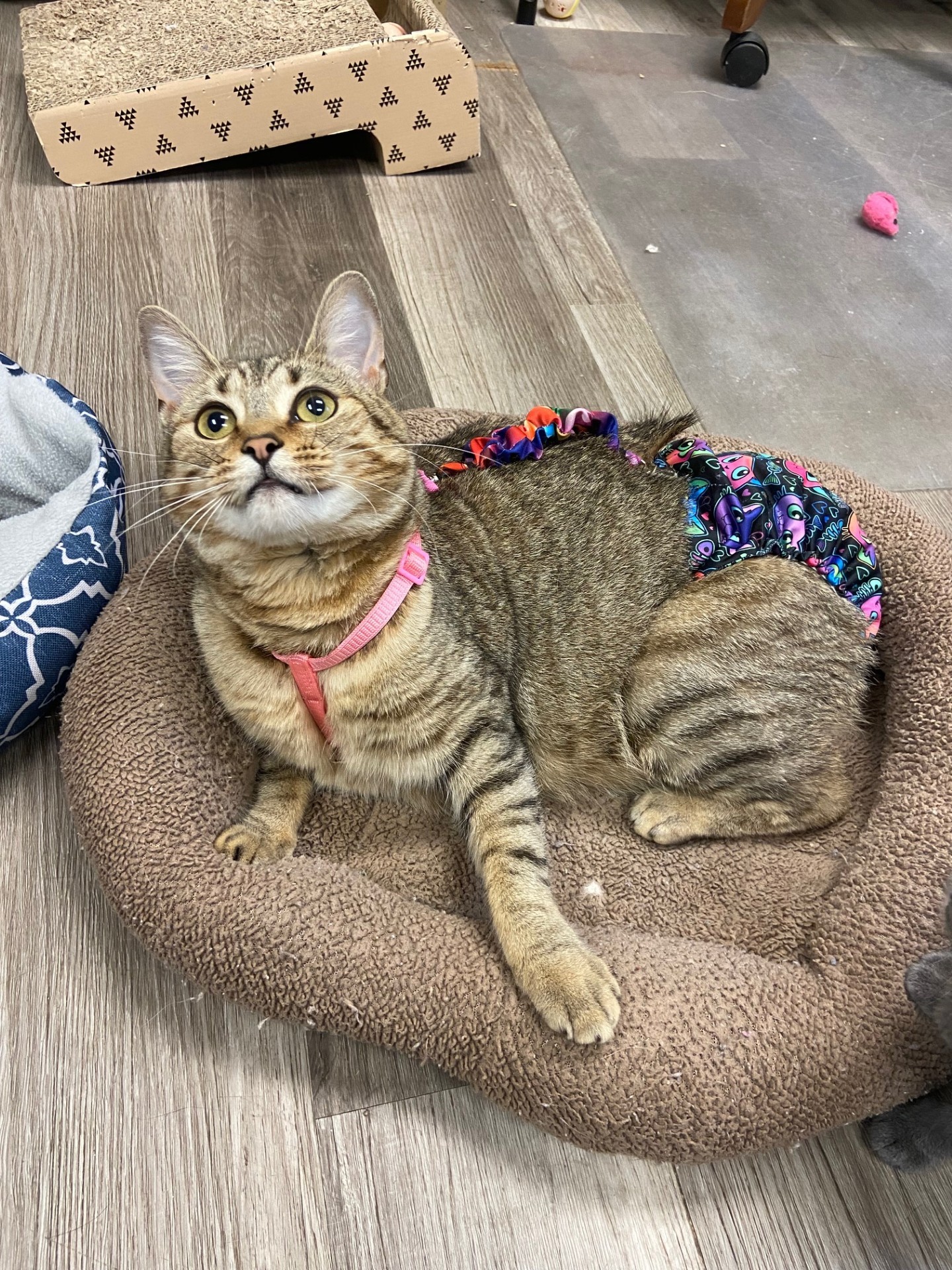 LuLu Lime, an adoptable Manx, Domestic Short Hair in Lakewood, CO, 80215 | Photo Image 2