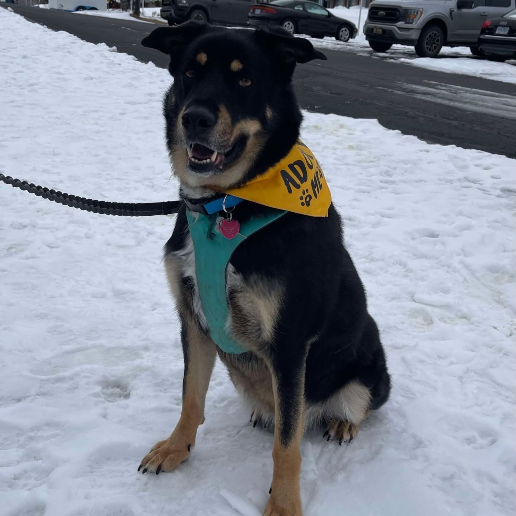 Zeppelin, an adoptable Rottweiler, Siberian Husky in Bend, OR, 97702 | Photo Image 1