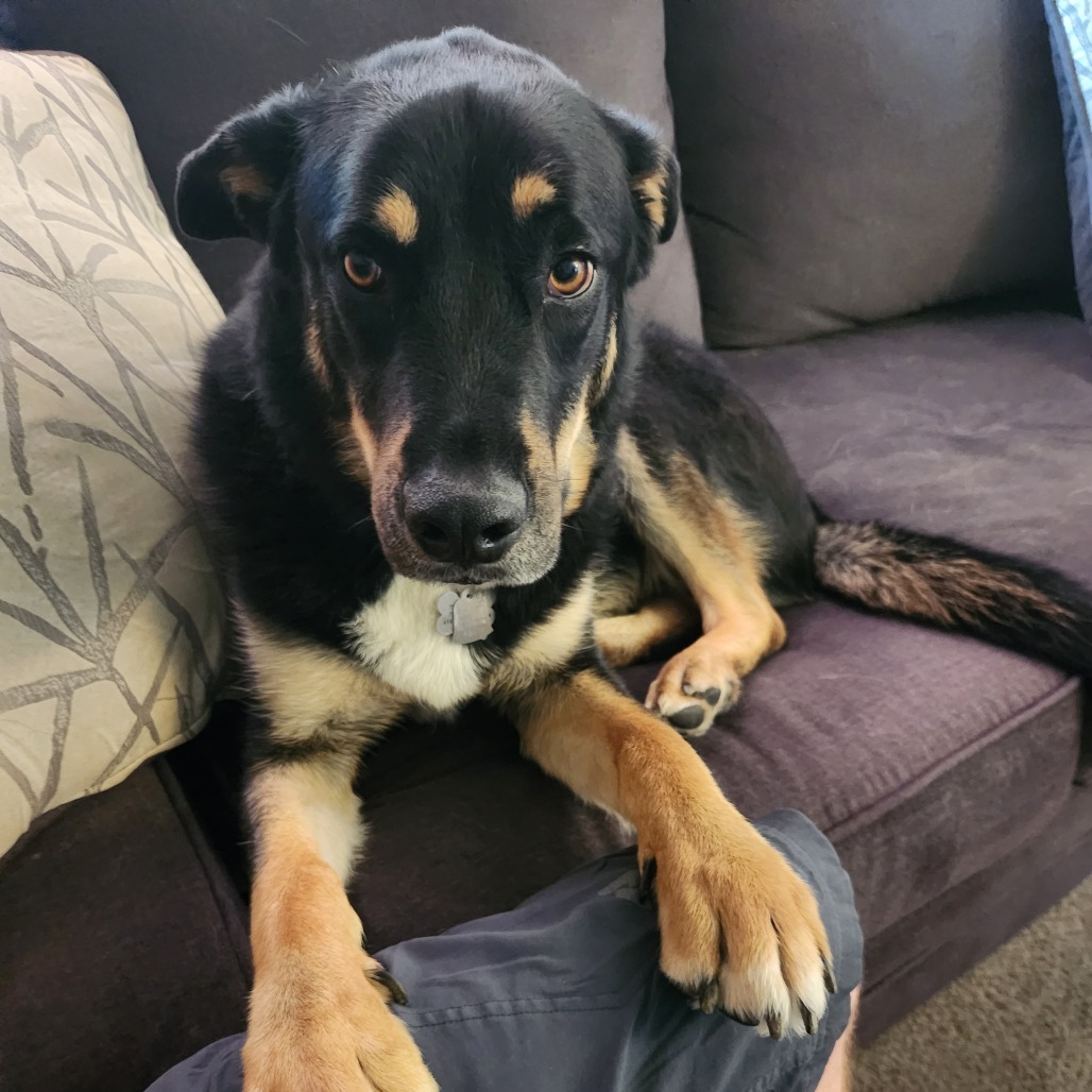 Zeppelin, an adoptable Rottweiler, Siberian Husky in Bend, OR, 97702 | Photo Image 2