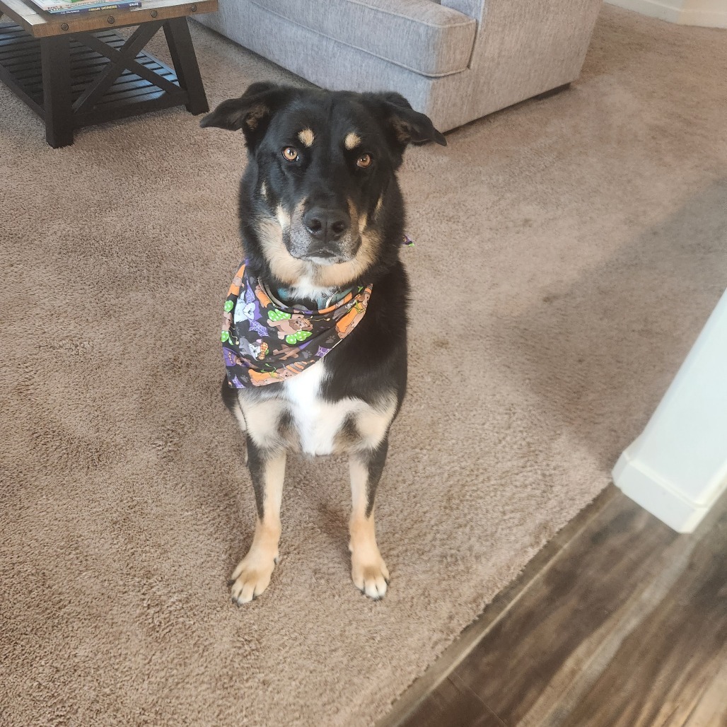 Zeppelin, an adoptable Rottweiler, Siberian Husky in Bend, OR, 97702 | Photo Image 3