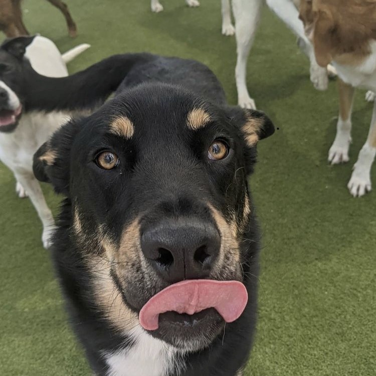 Zeppelin, an adoptable Rottweiler, Siberian Husky in Bend, OR, 97702 | Photo Image 4