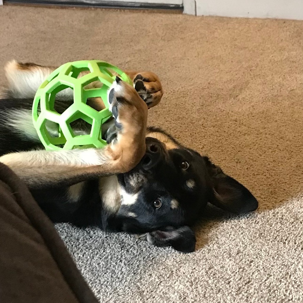 Zeppelin, an adoptable Rottweiler, Siberian Husky in Bend, OR, 97702 | Photo Image 5