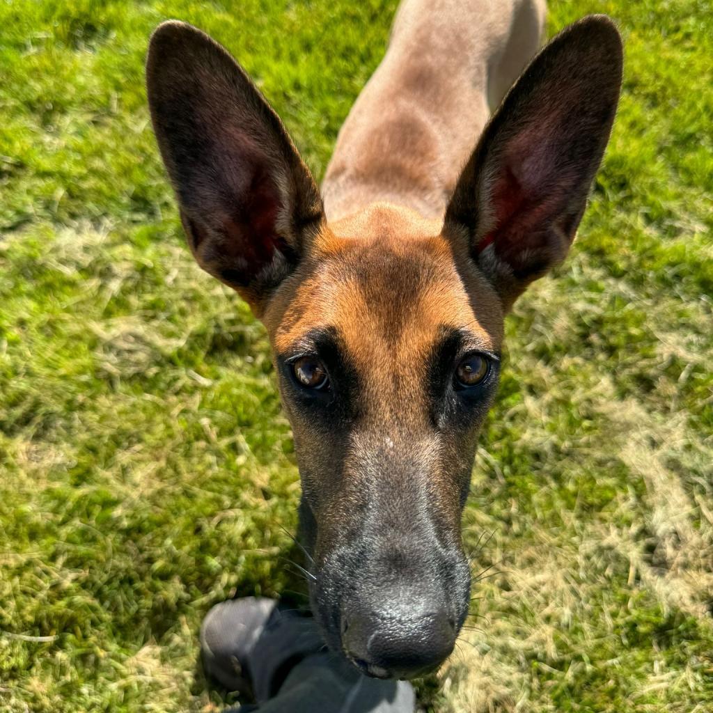 Chimi, an adoptable Mixed Breed in Lions Bay, BC, V0N 2E0 | Photo Image 1