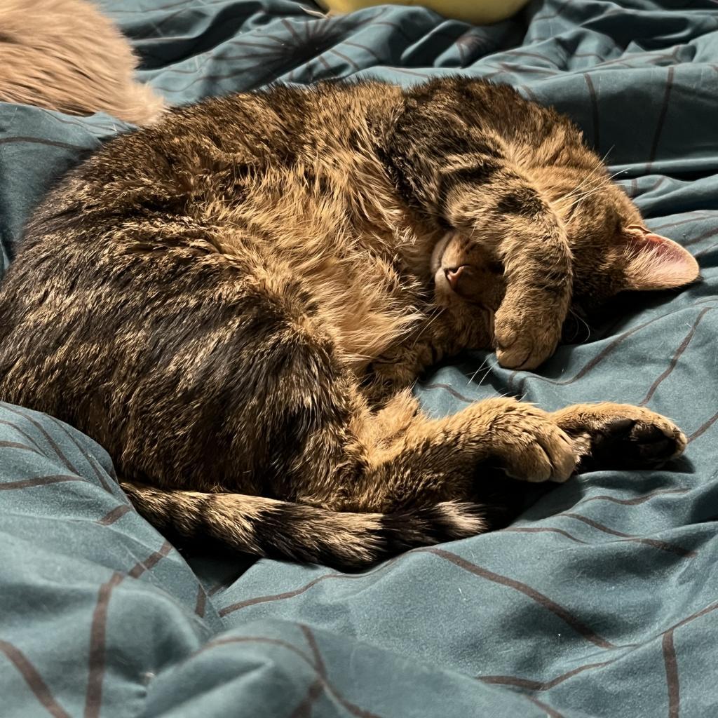 Maz