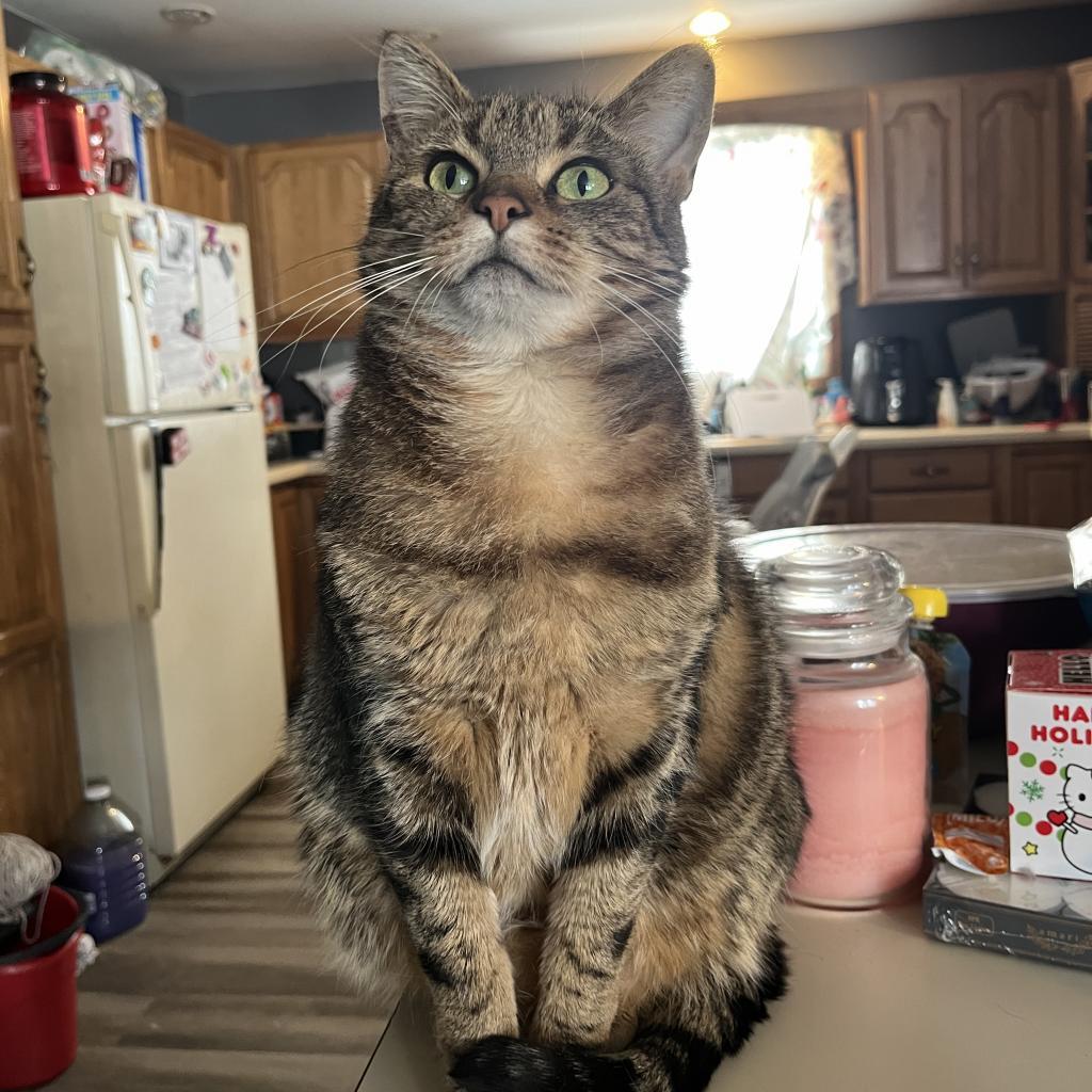 Maz