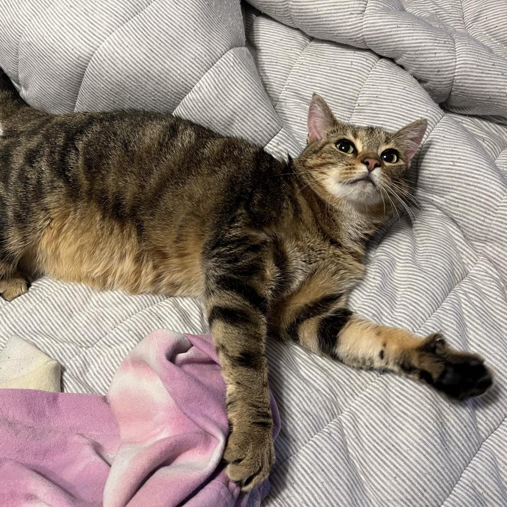 Maz