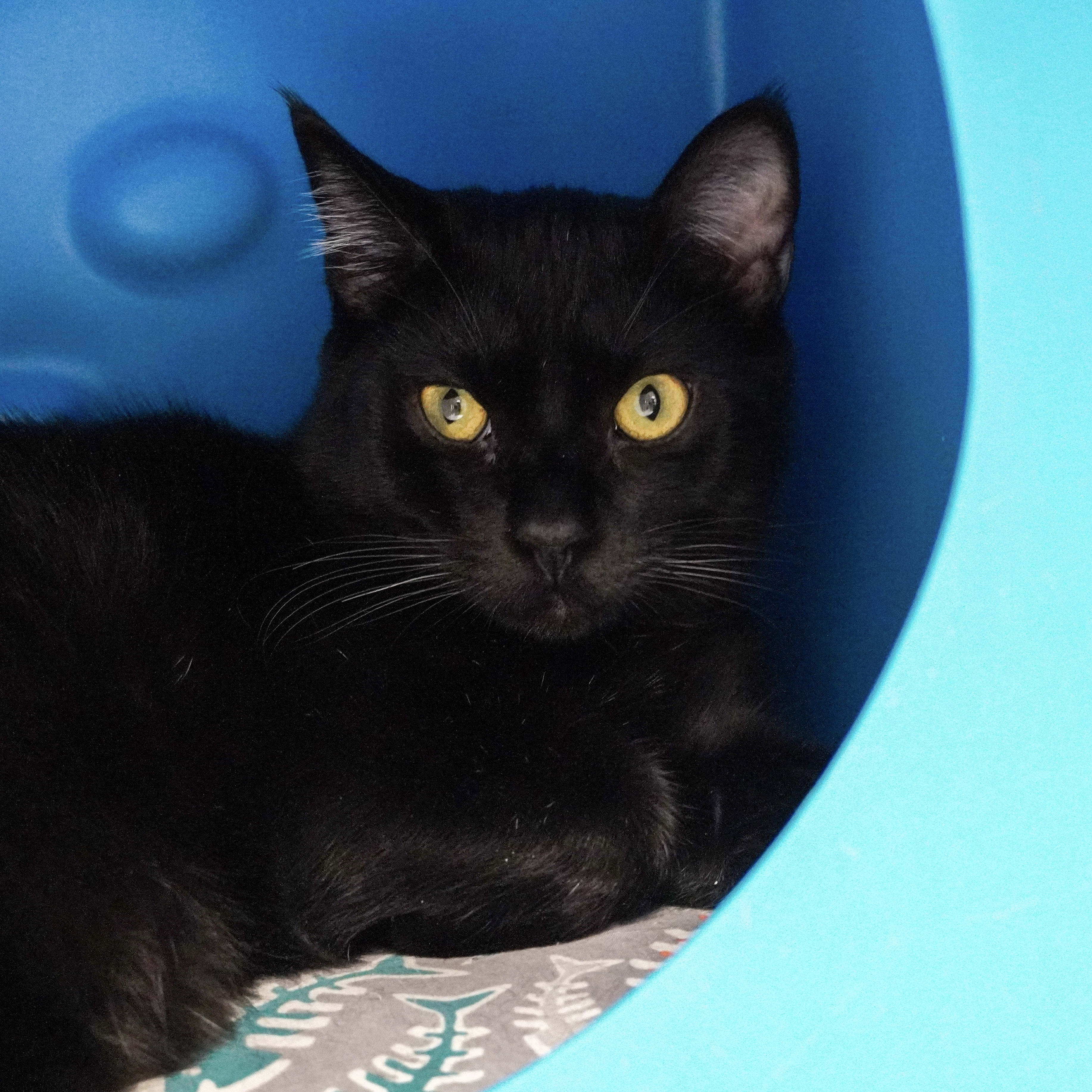 Francis, an adoptable Domestic Short Hair in Santa Fe, NM, 87501 | Photo Image 1