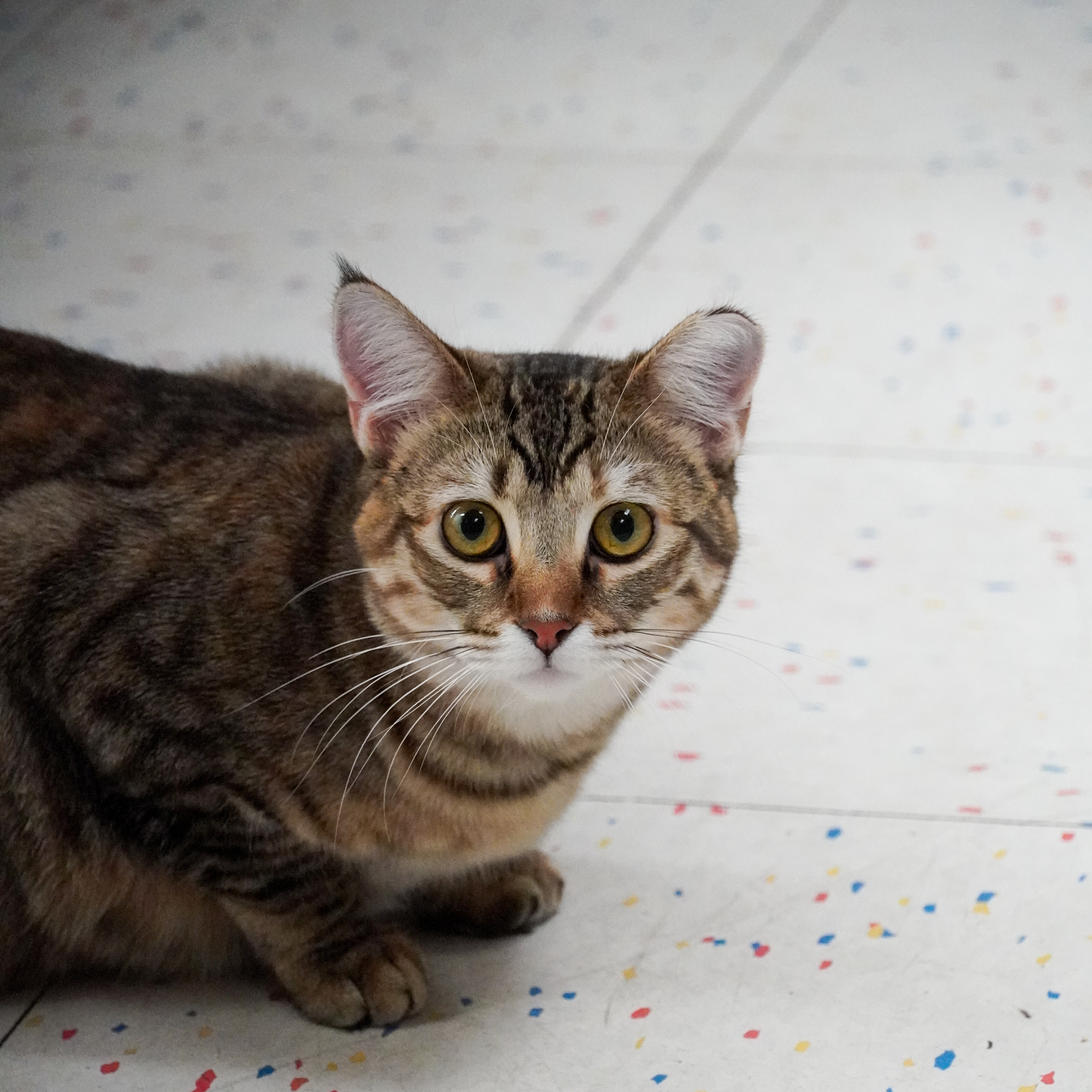 Helen (and Violet), an adoptable Domestic Short Hair in Santa Fe, NM, 87501 | Photo Image 1