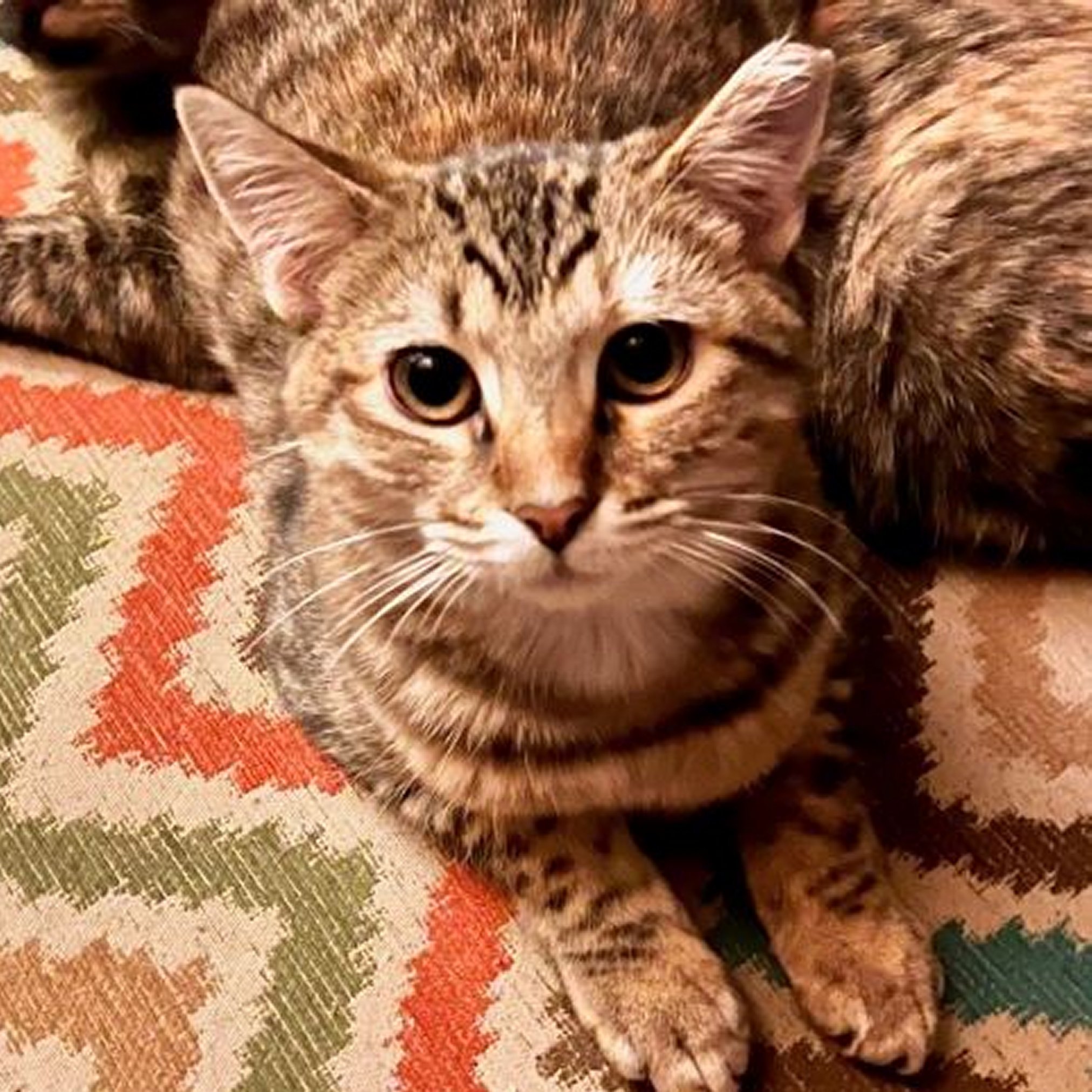 Helen (and Violet), an adoptable Domestic Short Hair in Santa Fe, NM, 87501 | Photo Image 3