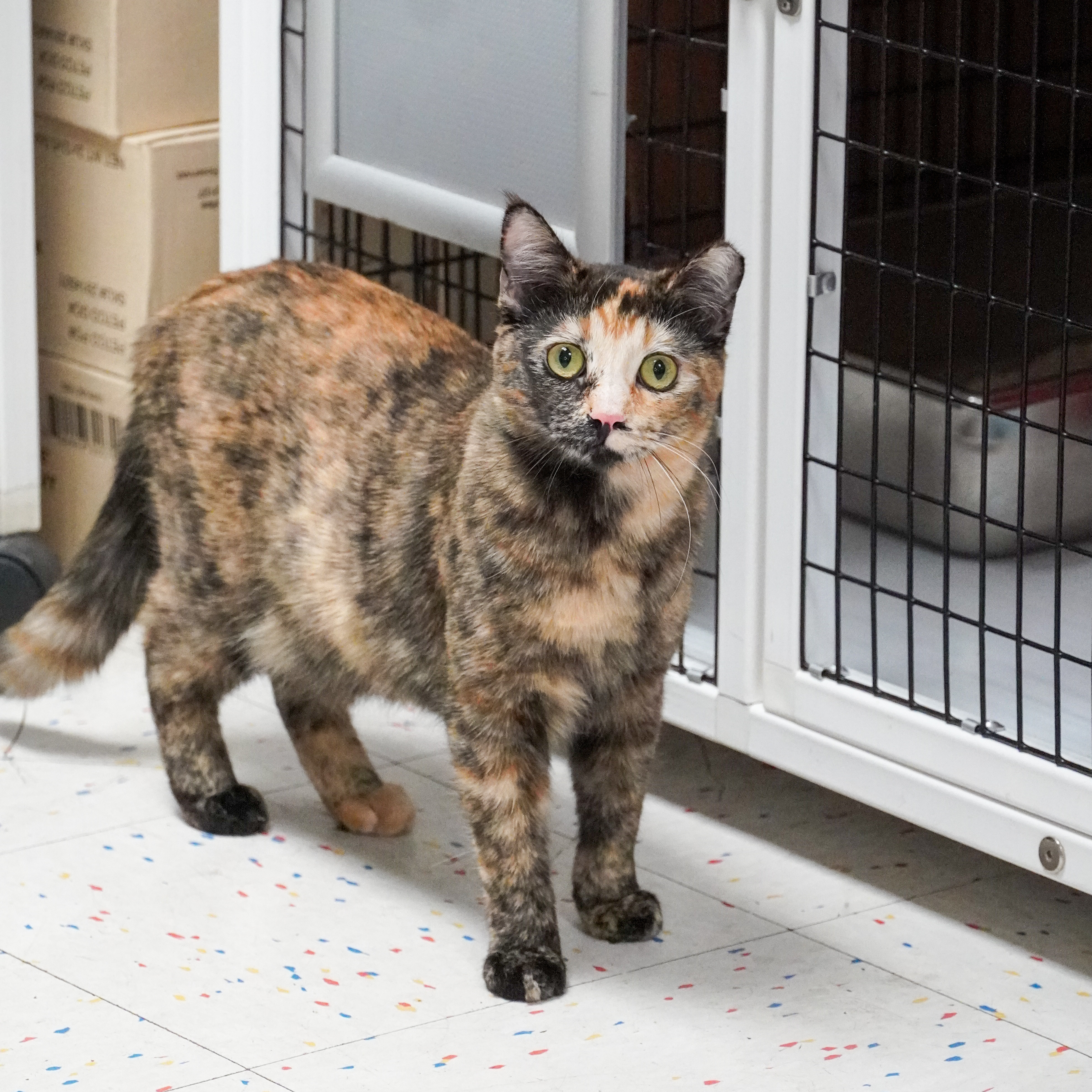 Violet (and Helen), an adoptable Domestic Short Hair in Santa Fe, NM, 87501 | Photo Image 1
