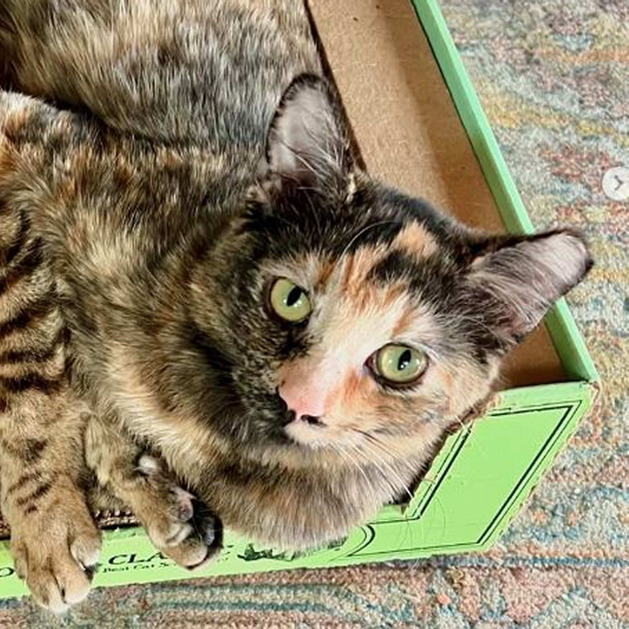 Violet (and Helen), an adoptable Domestic Short Hair in Santa Fe, NM, 87501 | Photo Image 2