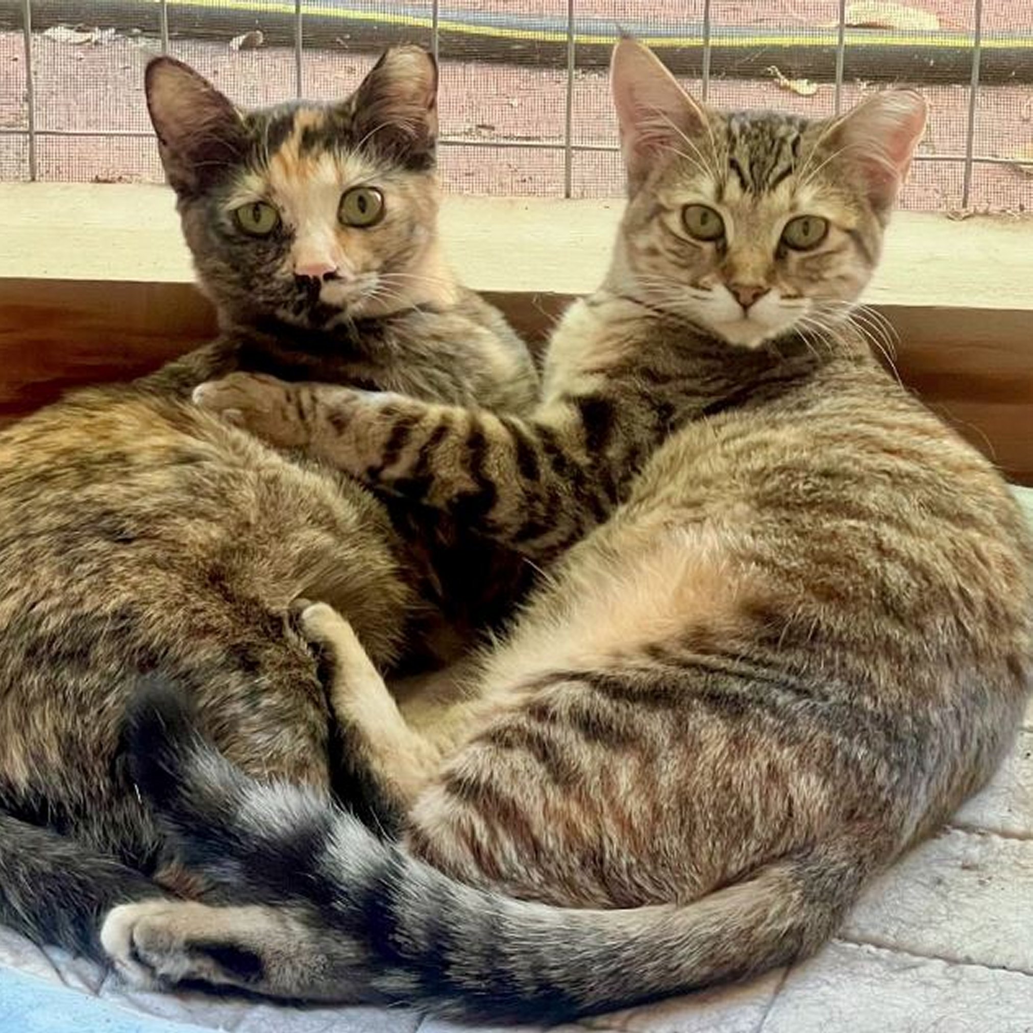 Violet (and Helen), an adoptable Domestic Short Hair in Santa Fe, NM, 87501 | Photo Image 3