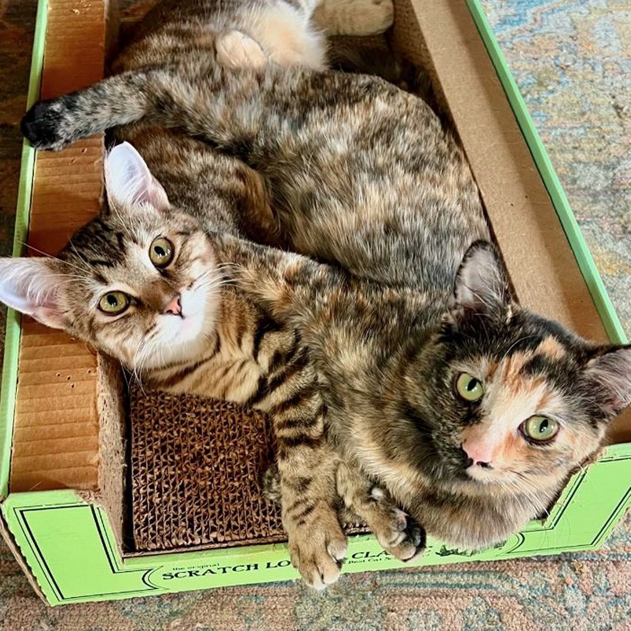 Violet (and Helen), an adoptable Domestic Short Hair in Santa Fe, NM, 87501 | Photo Image 4