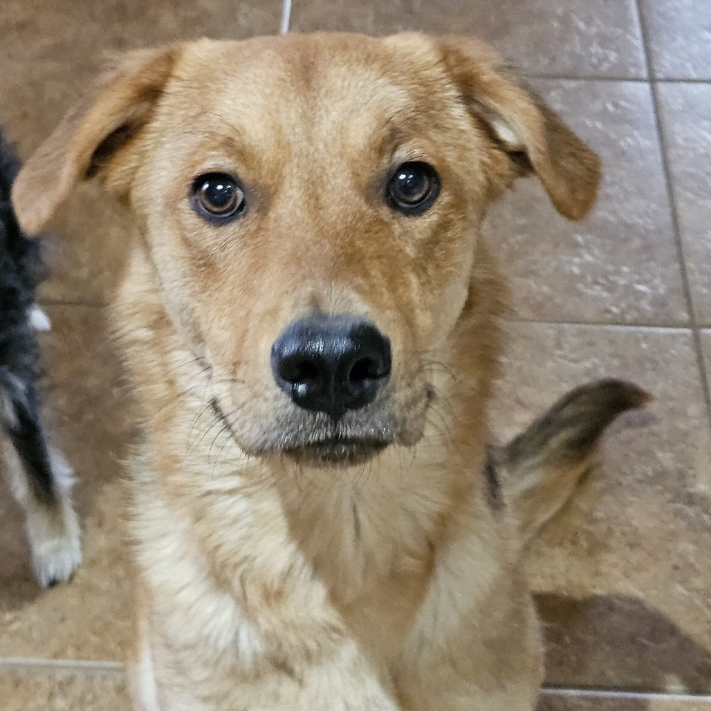 Marty McFly, an adoptable Retriever in Prescott, AZ, 86304 | Photo Image 1