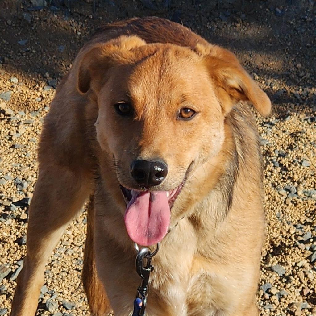 Marty McFly, an adoptable Retriever in Prescott, AZ, 86304 | Photo Image 2