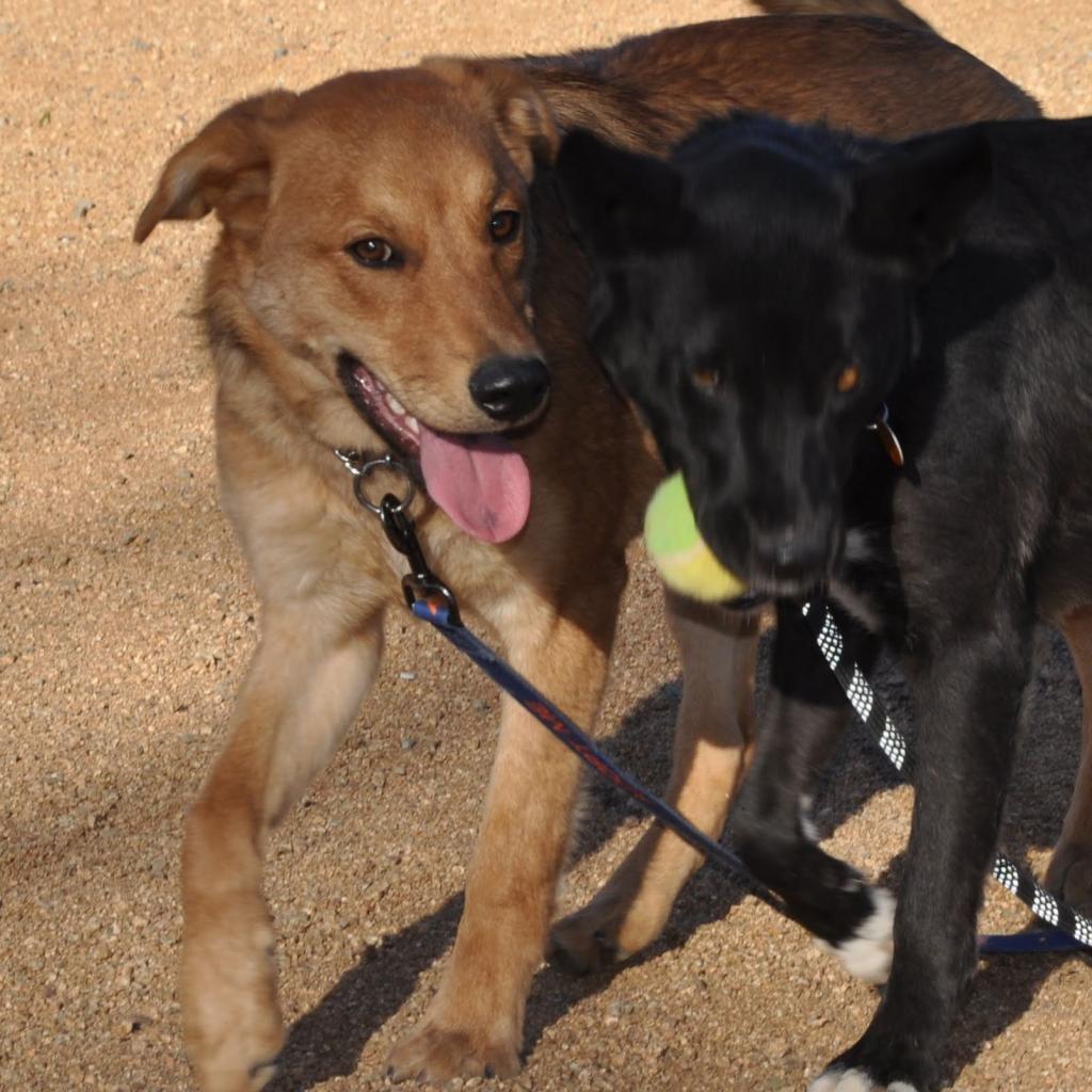 Marty McFly, an adoptable Retriever in Prescott, AZ, 86304 | Photo Image 3