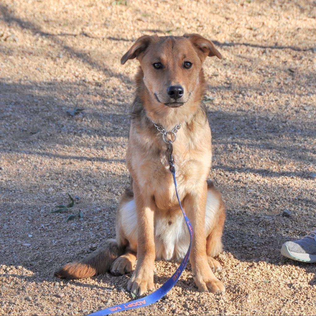 Marty McFly, an adoptable Retriever in Prescott, AZ, 86304 | Photo Image 4