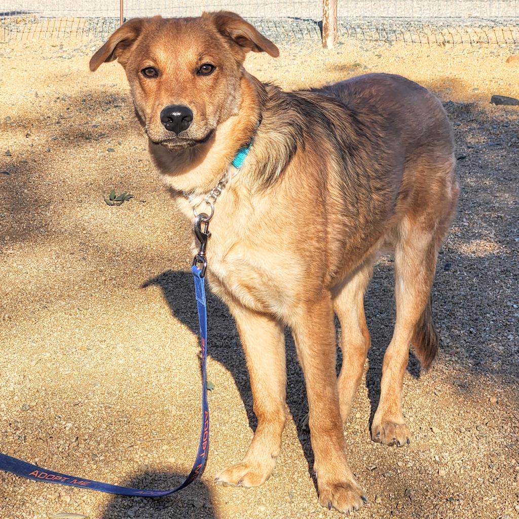 Marty McFly, an adoptable Retriever in Prescott, AZ, 86304 | Photo Image 5
