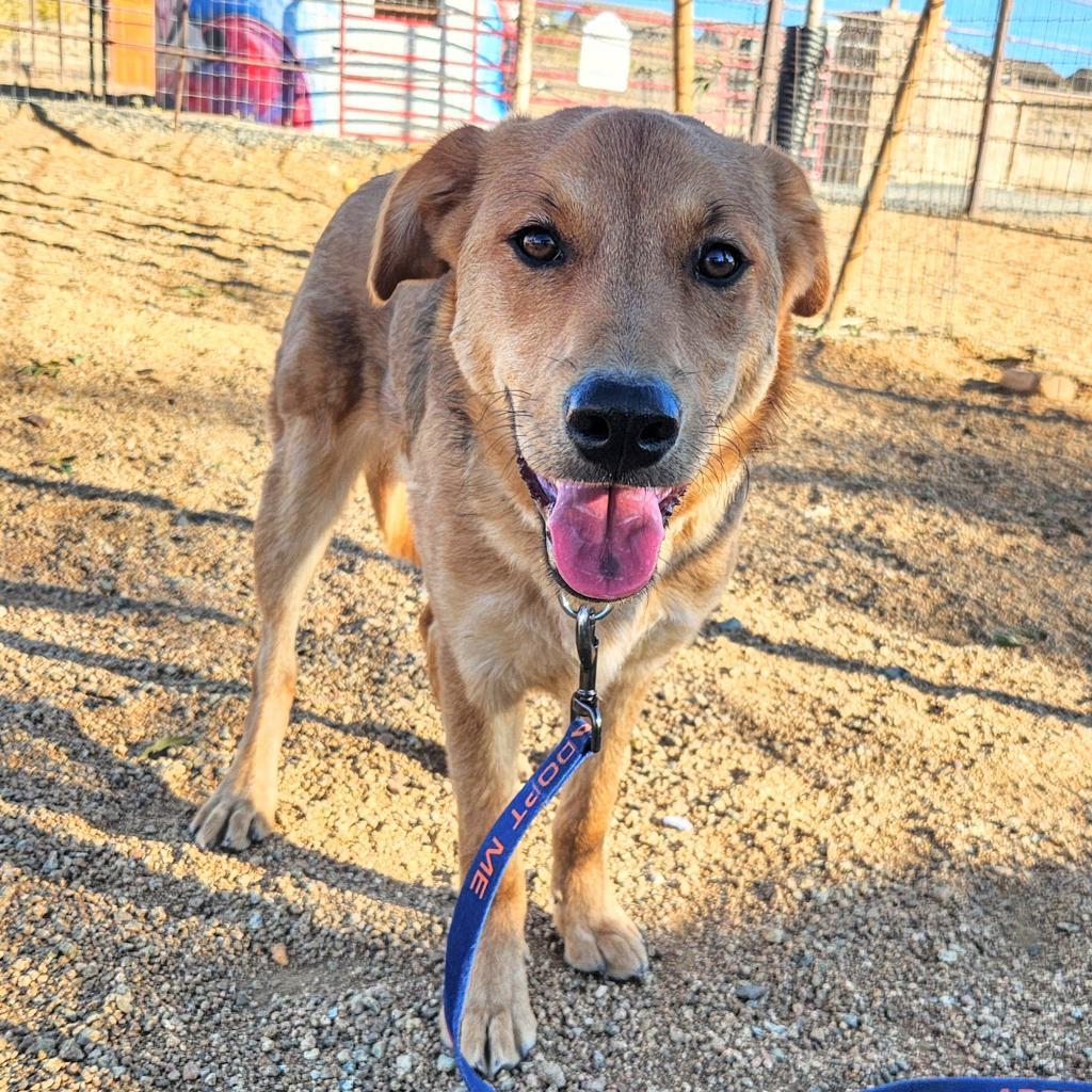 Marty McFly, an adoptable Retriever in Prescott, AZ, 86304 | Photo Image 6