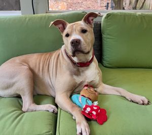 Meet Junebug Need a Netflix and Chill buddy for these cool winter days Our Junebug is definitely 