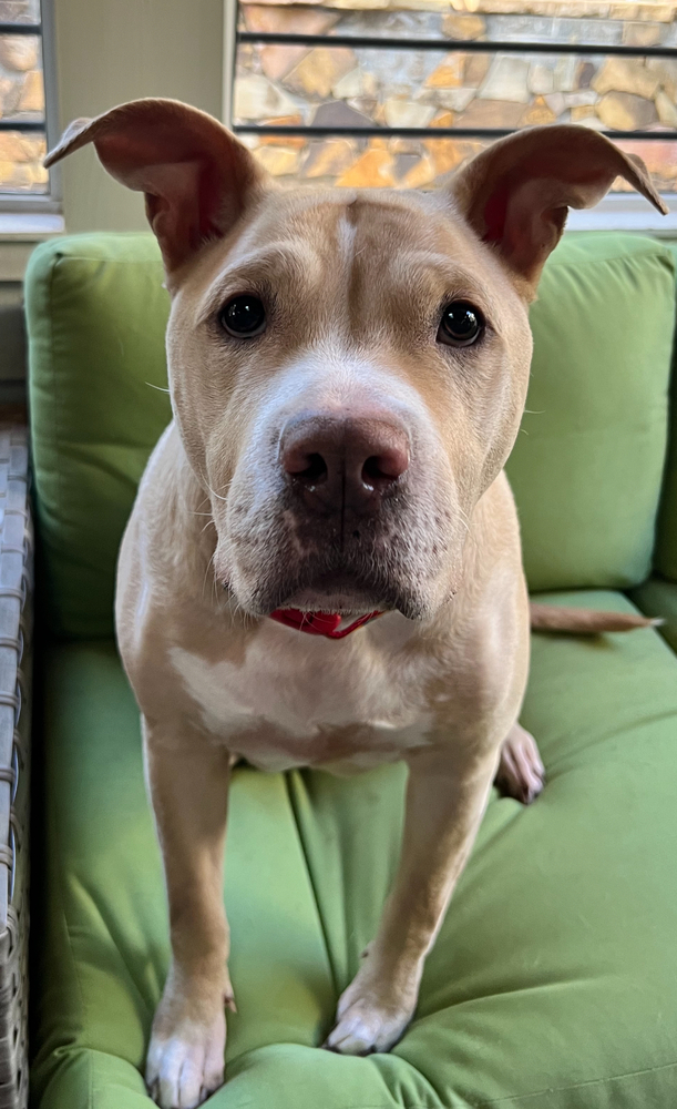 Junebug