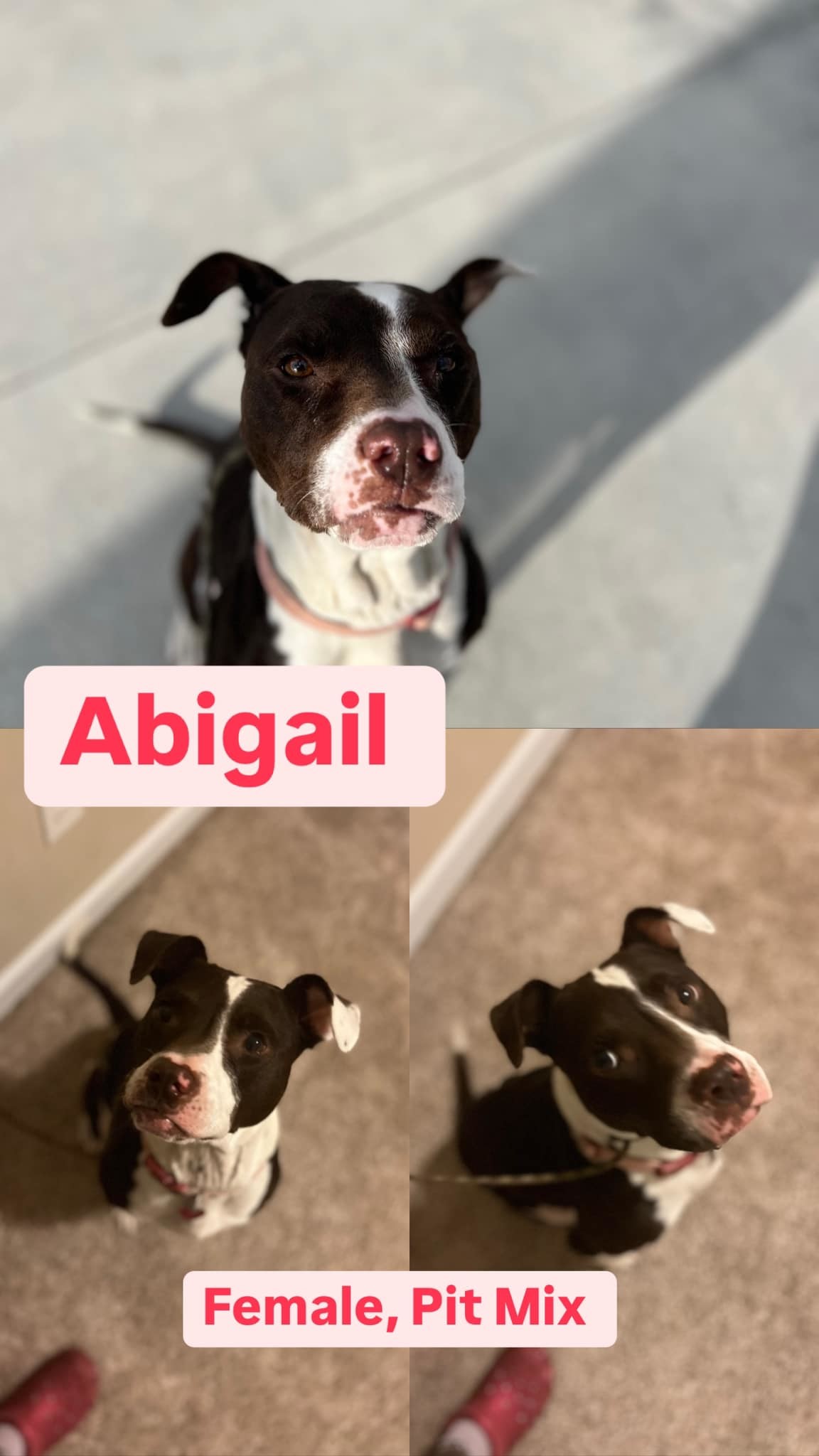Abigail, an adoptable Pit Bull Terrier in Hubert, NC, 28539 | Photo Image 1