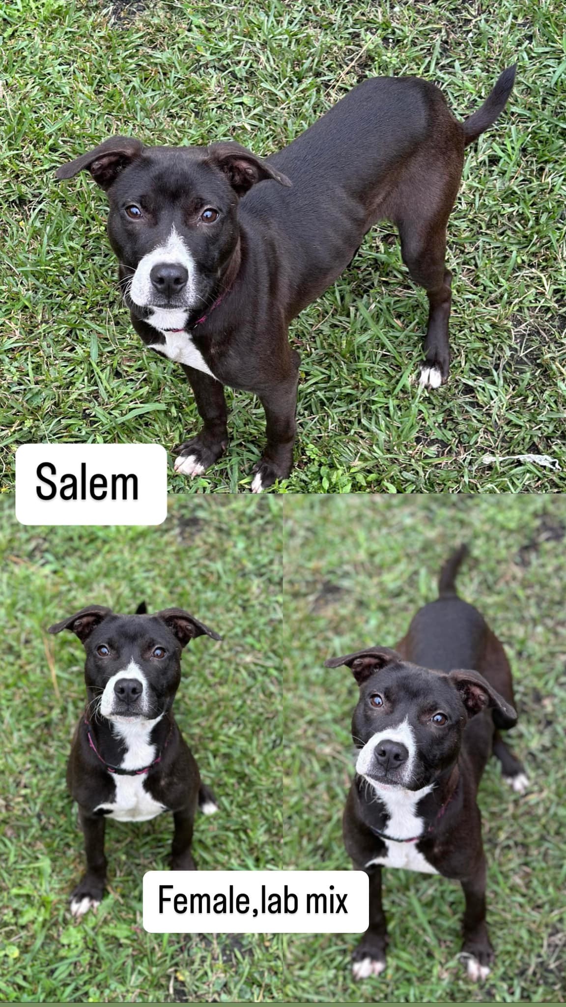 Salem, an adoptable Labrador Retriever in Hubert, NC, 28539 | Photo Image 2