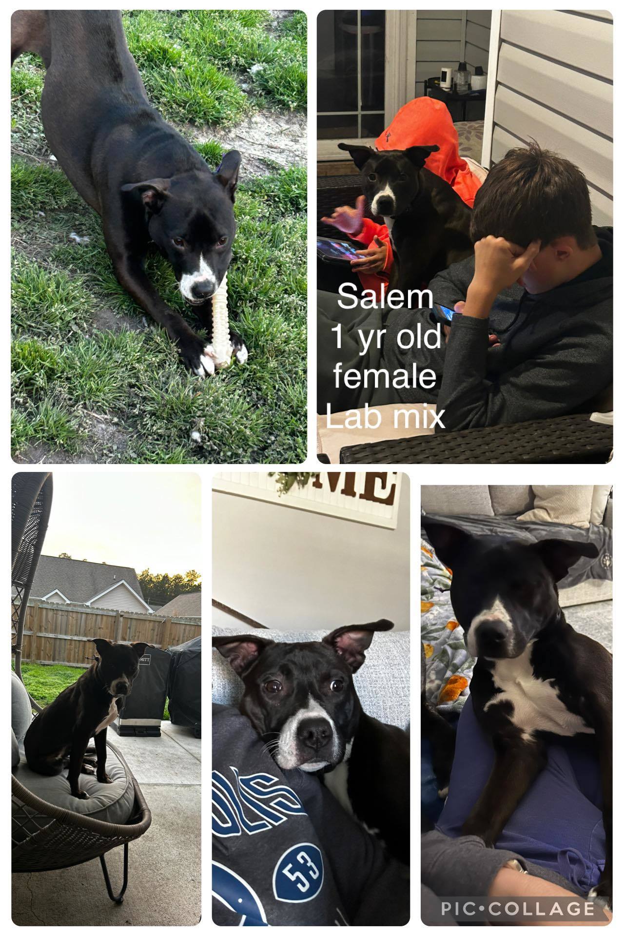 Salem, an adoptable Labrador Retriever in Hubert, NC, 28539 | Photo Image 3