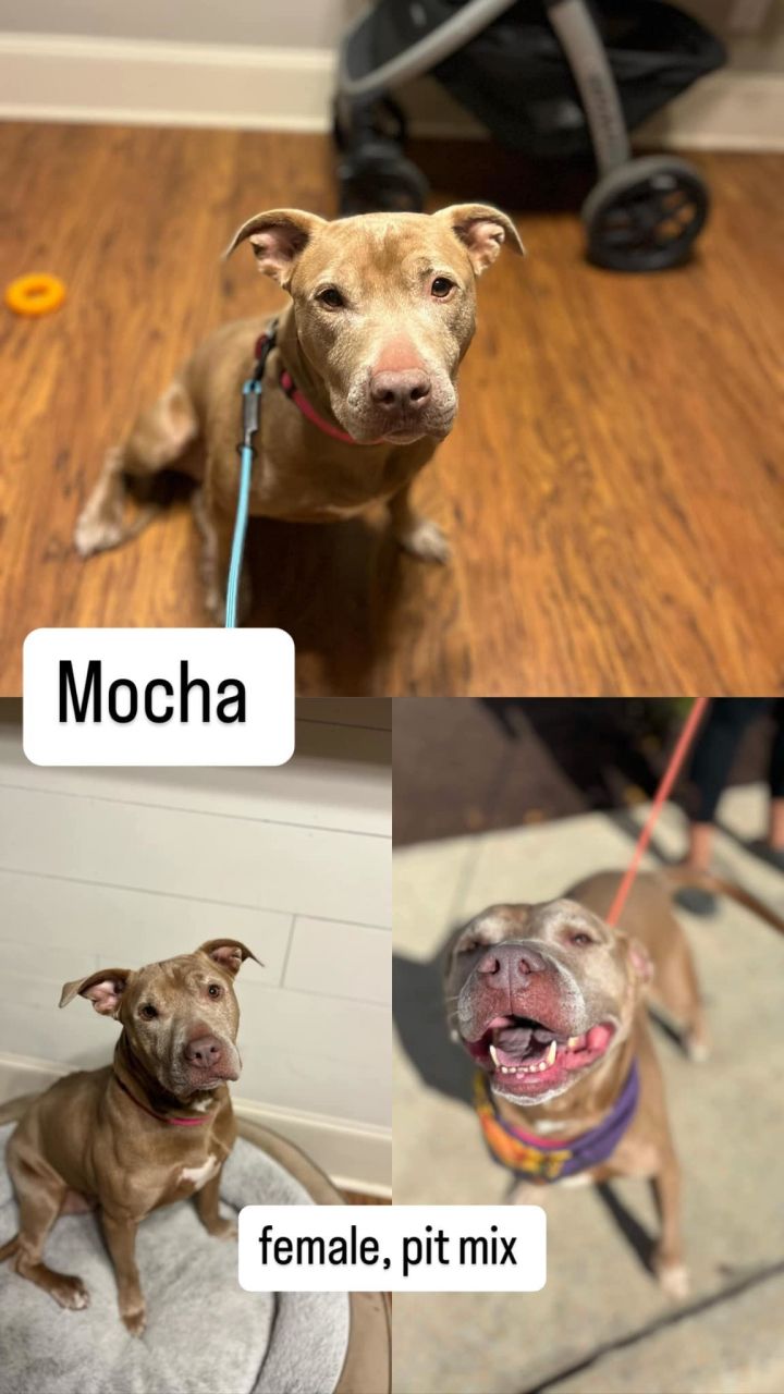 Mocha 1