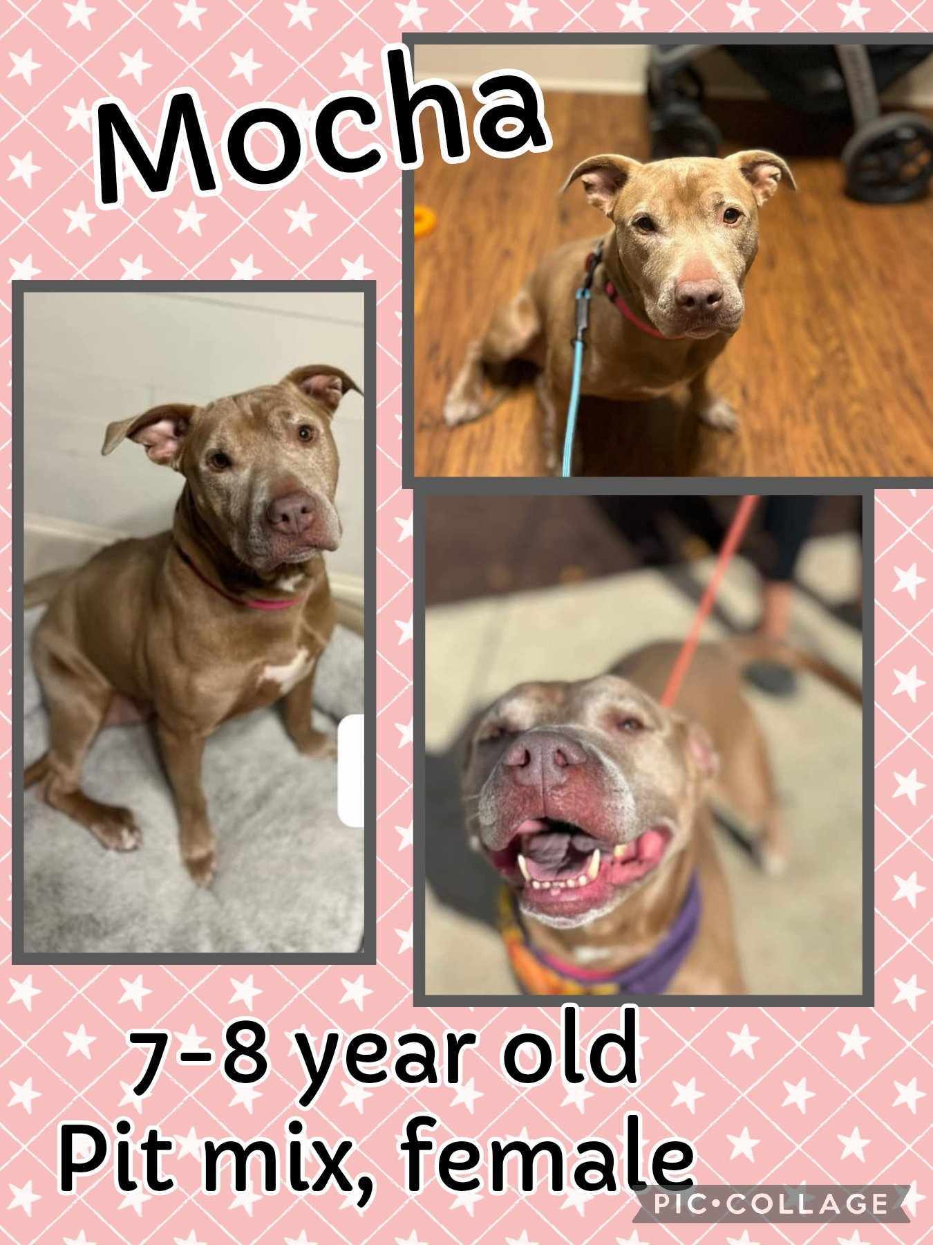 Mocha, an adoptable Pit Bull Terrier in Hubert, NC, 28539 | Photo Image 1