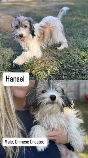 Hansel