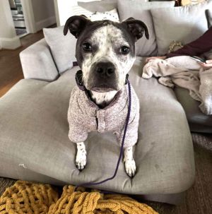 Cookie, Young Female Terrier