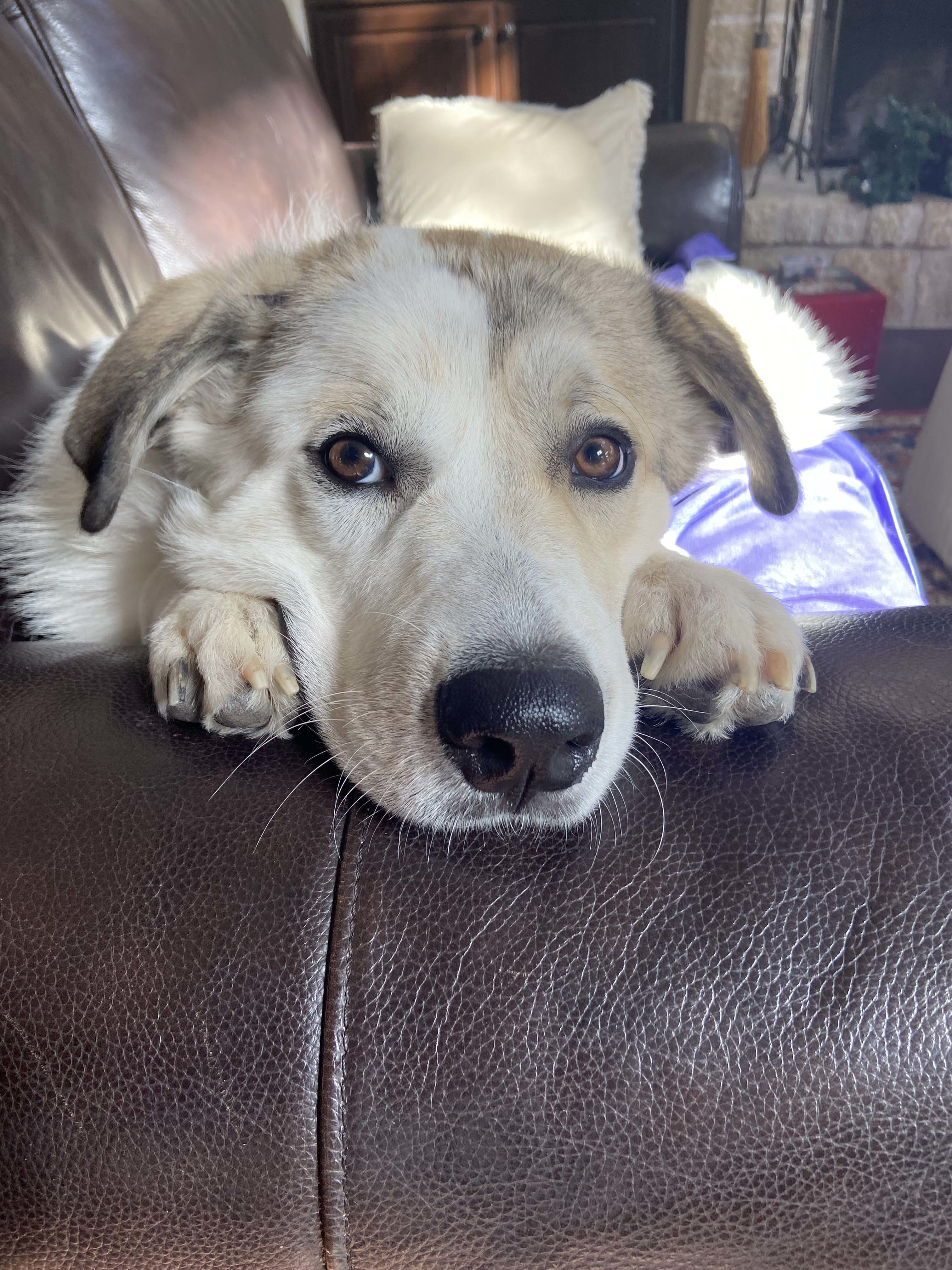 Champ ATX