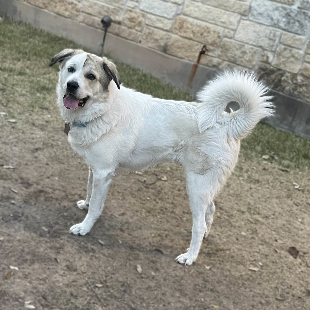 Champ ATX