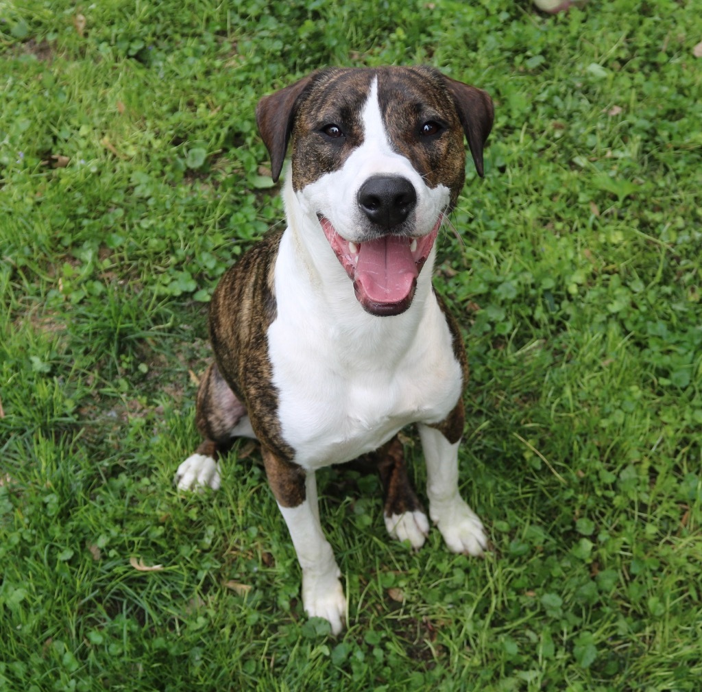 Harry, an adoptable Mixed Breed, Pit Bull Terrier in Savage, MN, 55378 | Photo Image 1