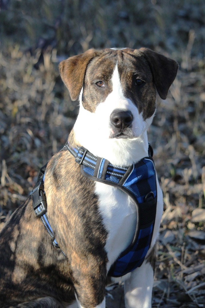 Harry, an adoptable Mixed Breed, Pit Bull Terrier in Savage, MN, 55378 | Photo Image 2
