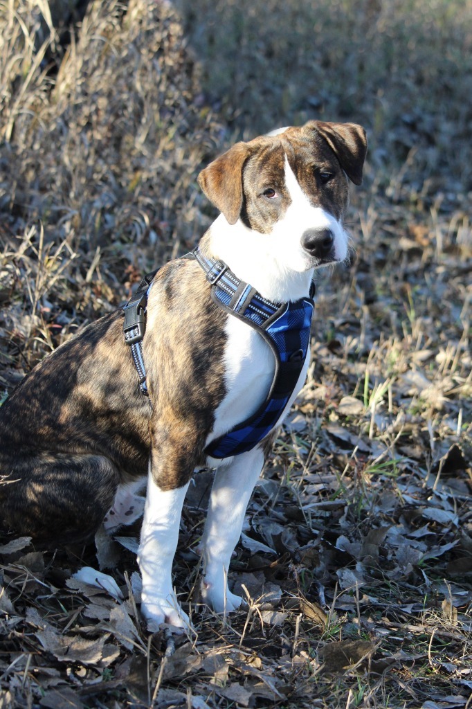 Harry, an adoptable Mixed Breed, Pit Bull Terrier in Savage, MN, 55378 | Photo Image 3