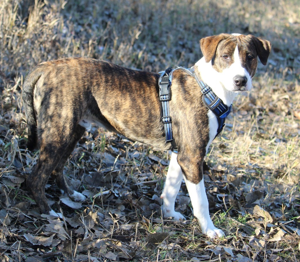 Harry, an adoptable Mixed Breed, Pit Bull Terrier in Savage, MN, 55378 | Photo Image 4