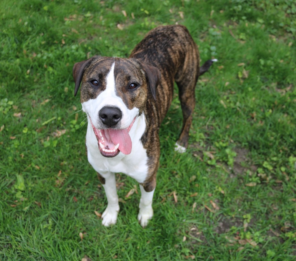 Harry, an adoptable Mixed Breed, Pit Bull Terrier in Savage, MN, 55378 | Photo Image 5