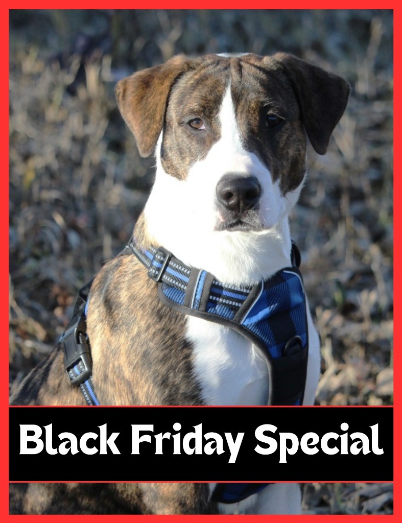 Harry, an adoptable Mixed Breed, Pit Bull Terrier in Savage, MN, 55378 | Photo Image 6