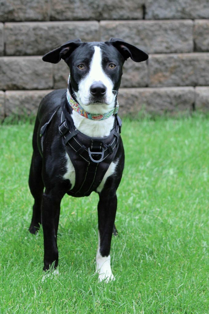 Elliot, an adoptable Mixed Breed in Savage, MN, 55378 | Photo Image 2