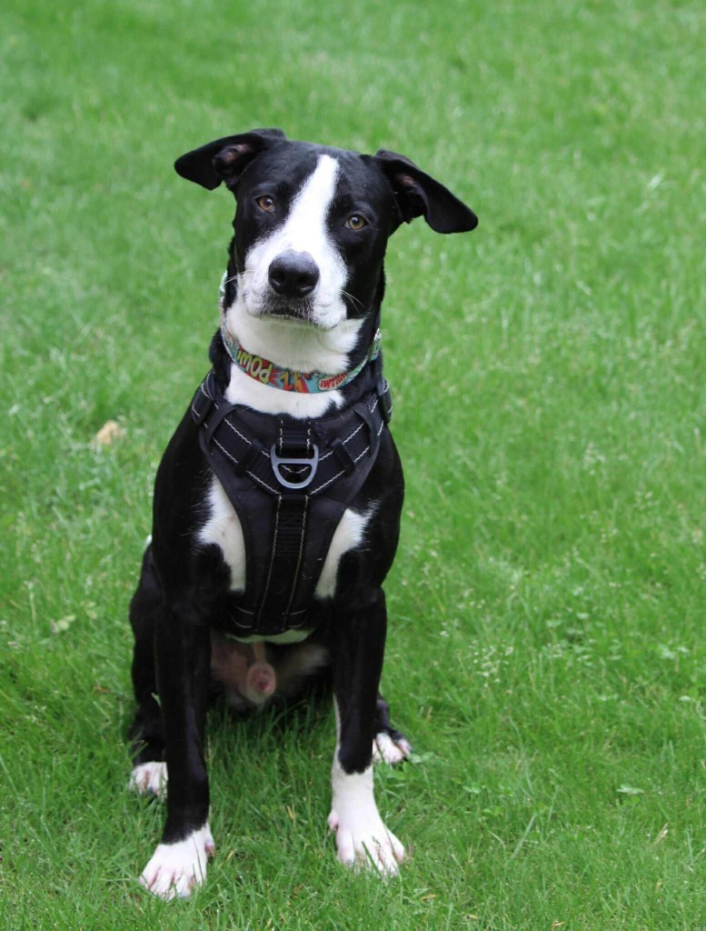 Elliot, an adoptable Mixed Breed in Savage, MN, 55378 | Photo Image 3