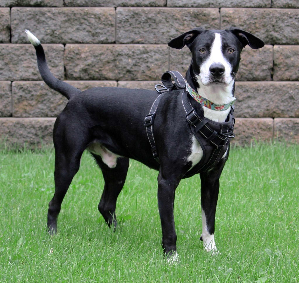Elliot, an adoptable Mixed Breed in Savage, MN, 55378 | Photo Image 4